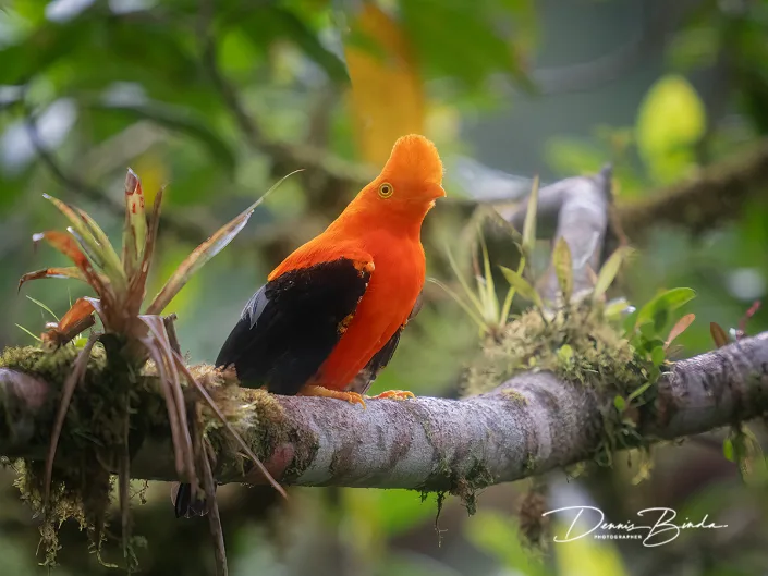 Andean Cock-of-the-rock - Rode Rotshaan