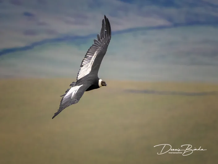 Andean condor - Andescondor