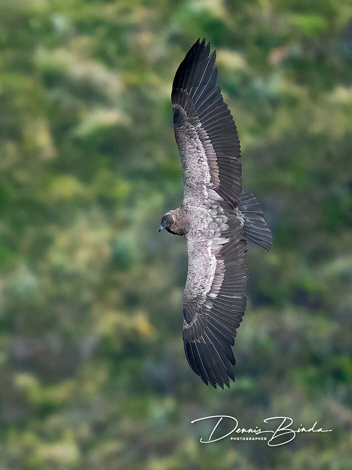 Andean condor - Andescondor