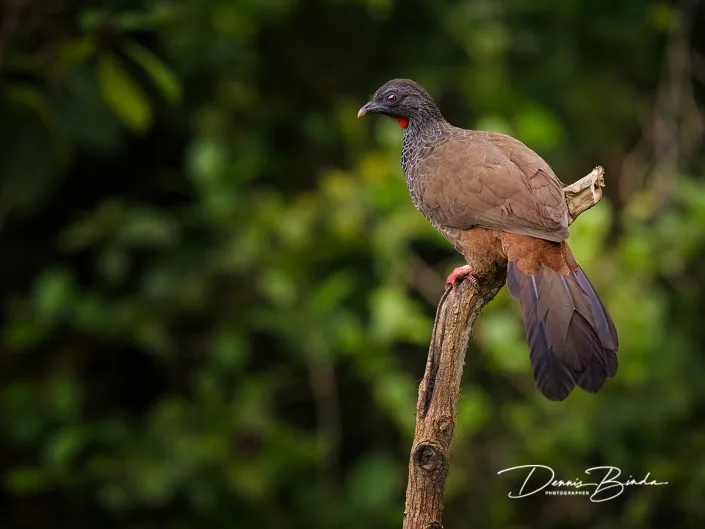 Andean guan - Pava Andina - Andessjakohoen