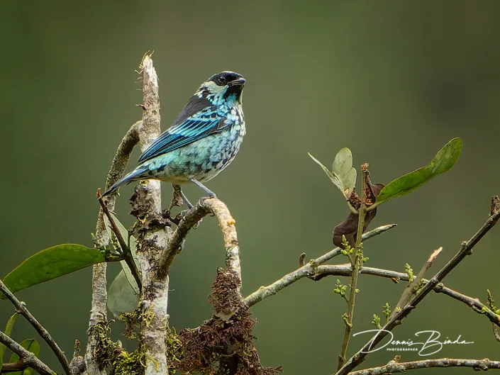 Beryl-spangled tanager - Zilvervlektangare