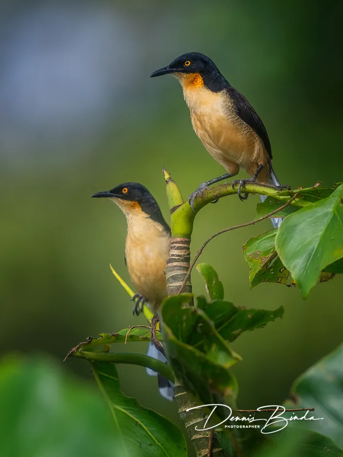 Black-capped donacobius - Zwartkopdonacobius