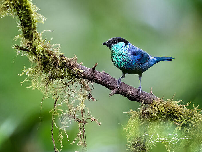 Black-capped tanager - Heines tangare