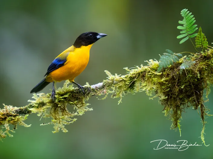 Black-chinned Mountain-tanager - Zwartkinbergtangare