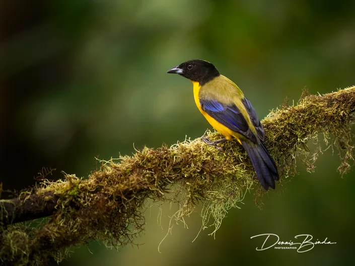 Black-chinned Mountain-tanager - Zwartkinbergtangare