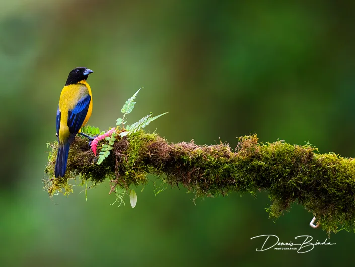 Black-chinned Mountain-tanager - Zwartkinbergtangare