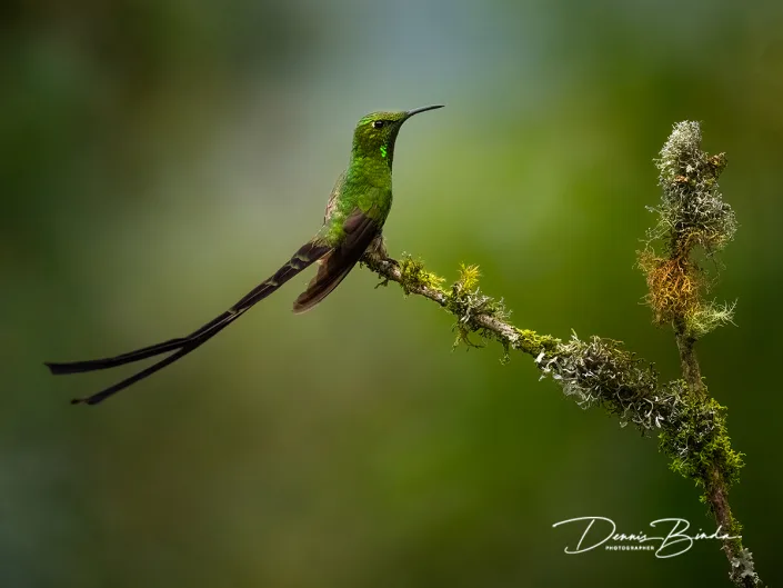 Black-tailed Trainbearer - Zwartstaartkomeetkolibrie