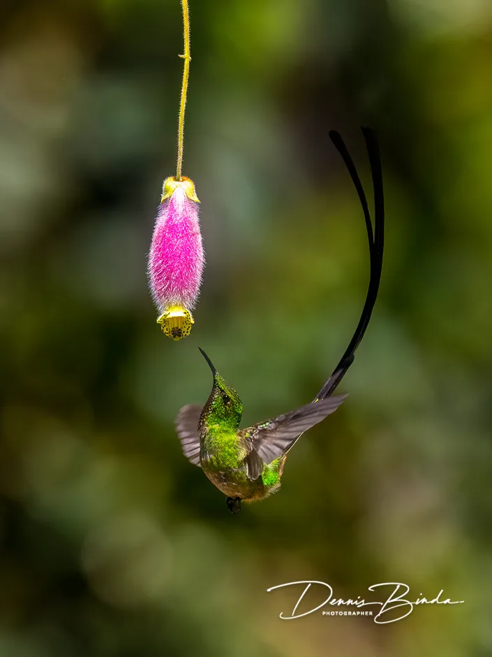 Black-tailed Trainbearer - Zwartstaartkomeetkolibrie
