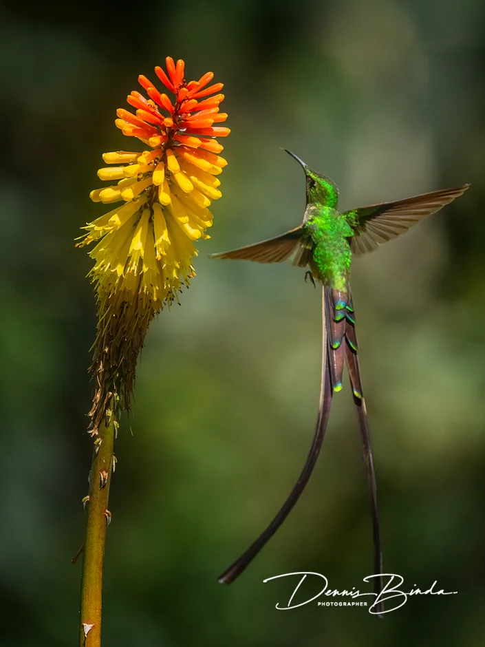 Black-tailed Trainbearer - Zwartstaartkomeetkolibrie