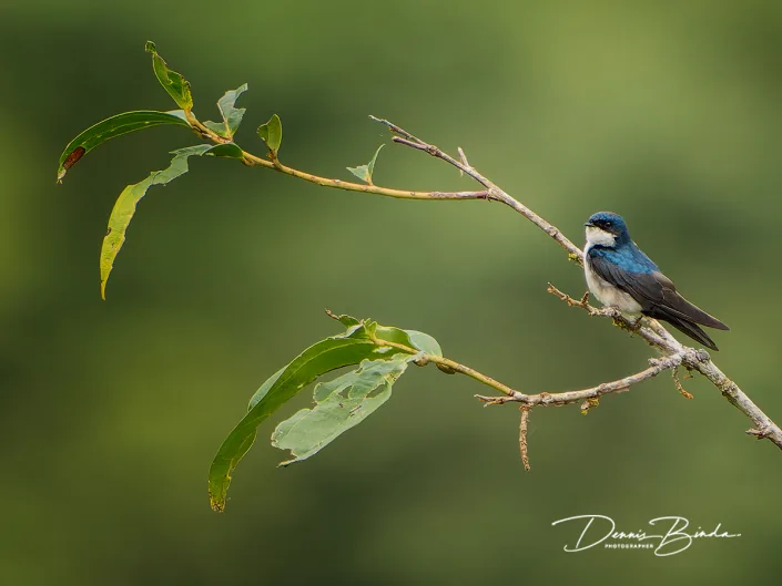 Blue-and-white swallow - Blauw-witte zwaluw