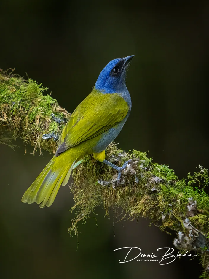 Blue-capped tanager - Blauwkaptangar
