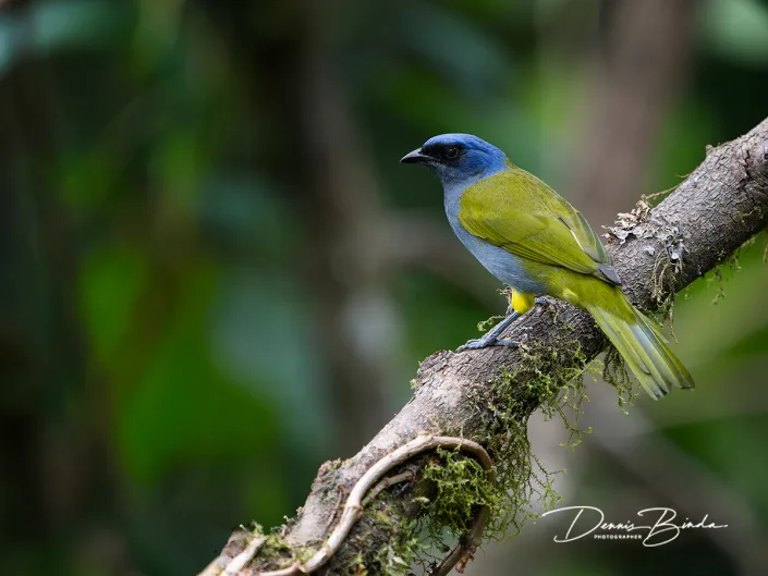 Blue-capped tanager - Blauwkaptangar
