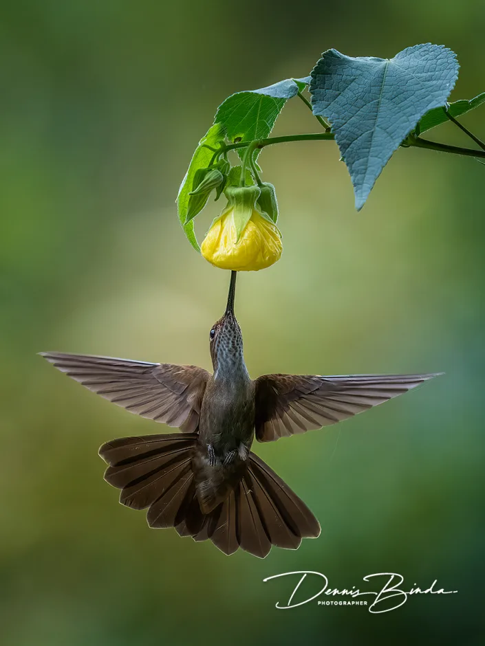 Bronzy inca - Bronzen incakolibrie