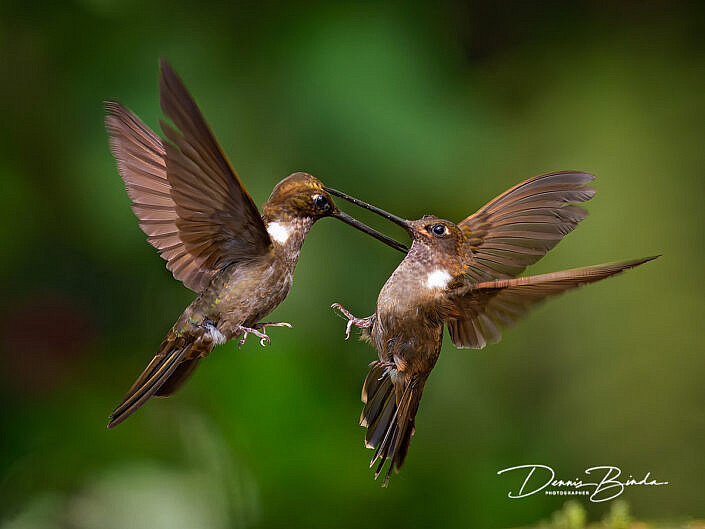 Brown Inca hummingbirds - Bruine Incakolibries