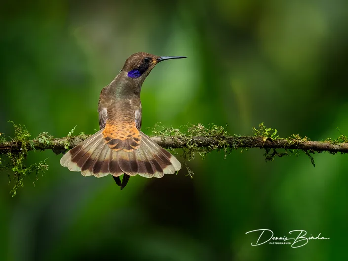 Brown violetear - Bruine violetoorkolibrie