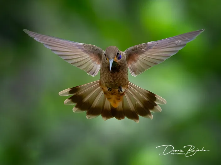 Brown violetear - Bruine violetoorkolibrie
