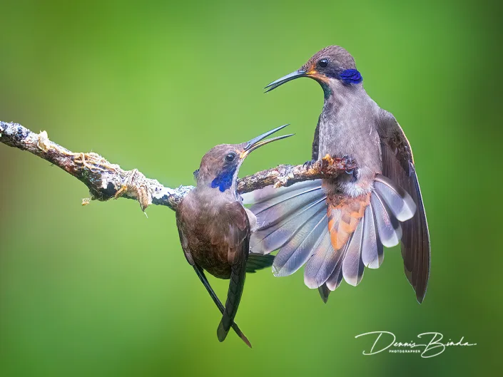 Brown violetear hummingbirds - Bruine violetoorkolibries