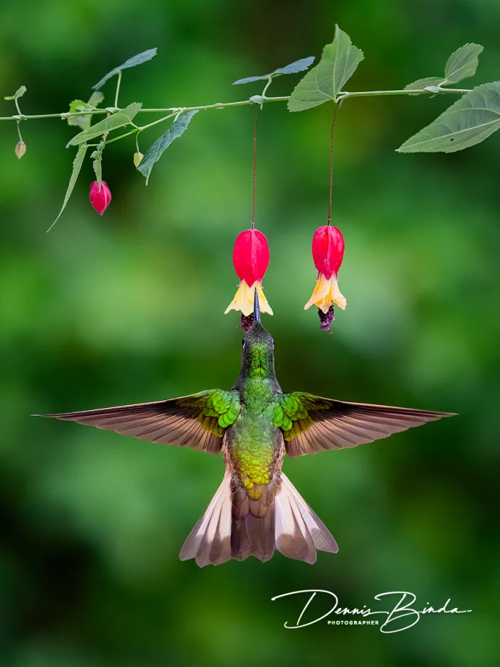 Buff-tailed Coronet - Bruinstaarthoornkolibrie