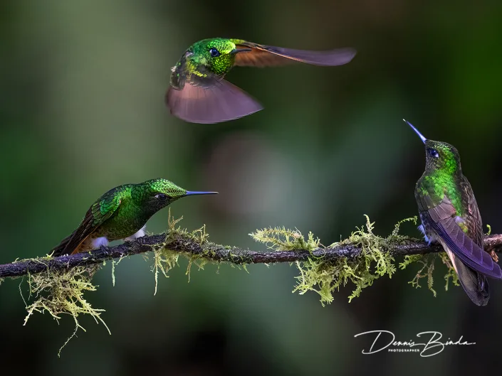 Buff-tailed Coronet hummingbirds - Bruinstaarthoornkolibries