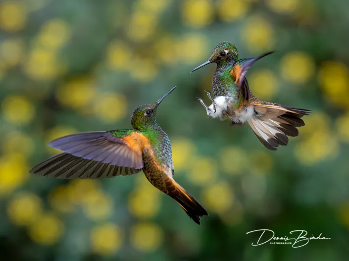 Buff-tailed Coronet - Bruinstaarthoornkolibrie