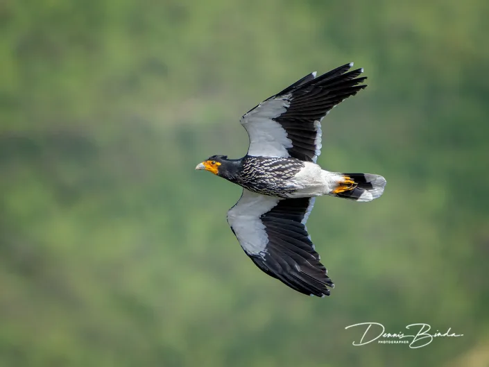 Carunculated caracara - Lelcaracara