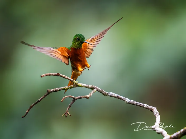 Chestnut-breasted coronet - Matthews' hoornkolibrie
