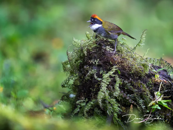 Chestnut-capped Brushfinch - Bruinkapstruikgors