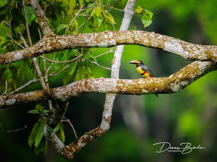 Collared aracari - Halsbandarassari - Pteroglossus torquatus