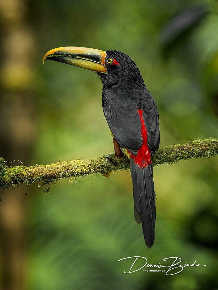 Collared Aracari (Pale-mandibled) - Bleeksnavelarassari