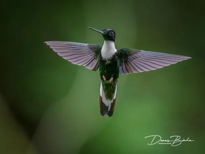 Collared inca - Gekraagde incakolibrie