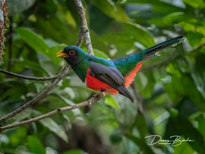 Collared trogon - Gekraagde trogon