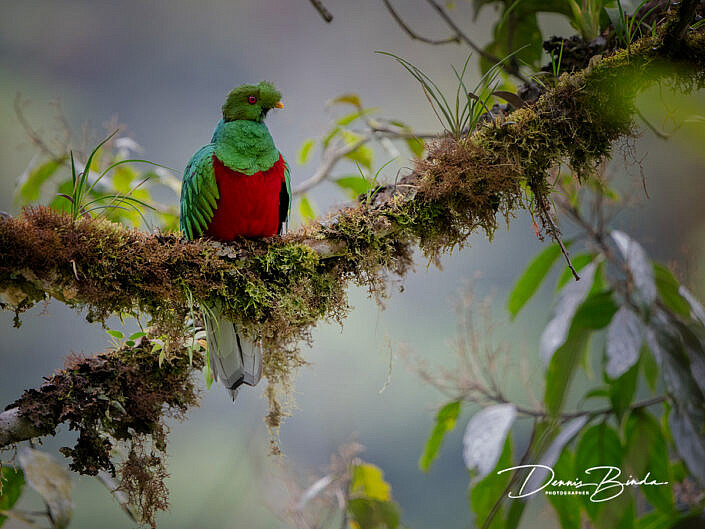 Crested quetzal - Kuifquetzal