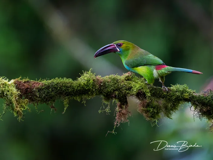 Crimson-rumped Toucanet - Roodstuitarassari