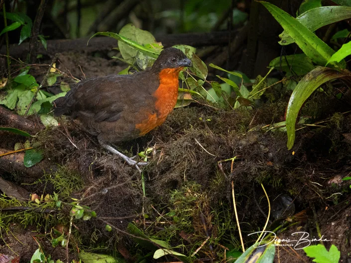 Dark-backed Wood-quail - Zwartrugtandkwartel