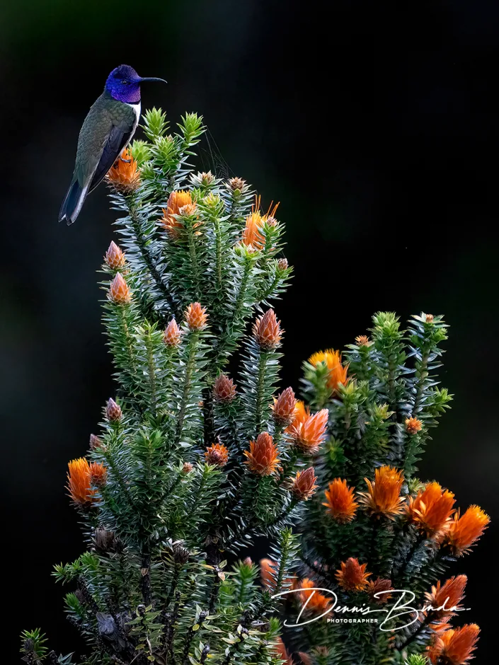 Ecuadorian hillstar - Ecuadorbergnimf