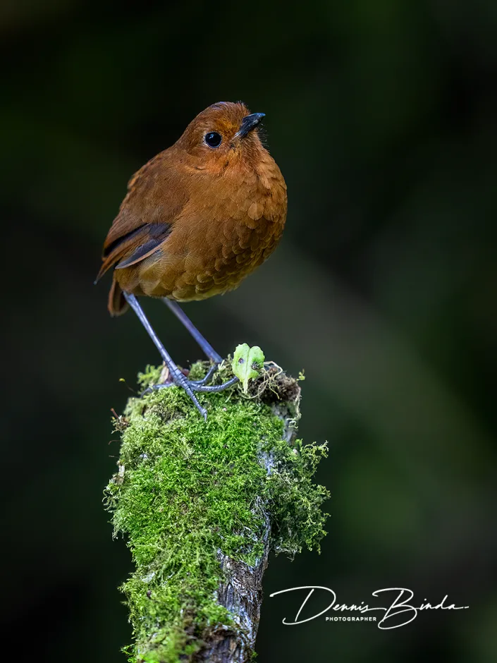 Equatorial Antpitta - Evenaarmierpitta