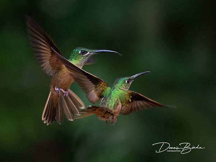Fawn-breasted brilliant hummingbirds - Bruinborstbriljantkolibries