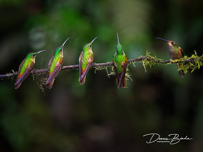 Fawn-breasted brilliant hummingbirds - Bruinborstbriljantkolibries
