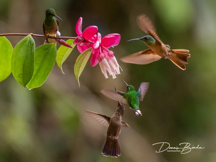 Fawn-breasted Brilliant - Purple-bibbed Whitetail - Buff-tailed Coronet - Brown Inca