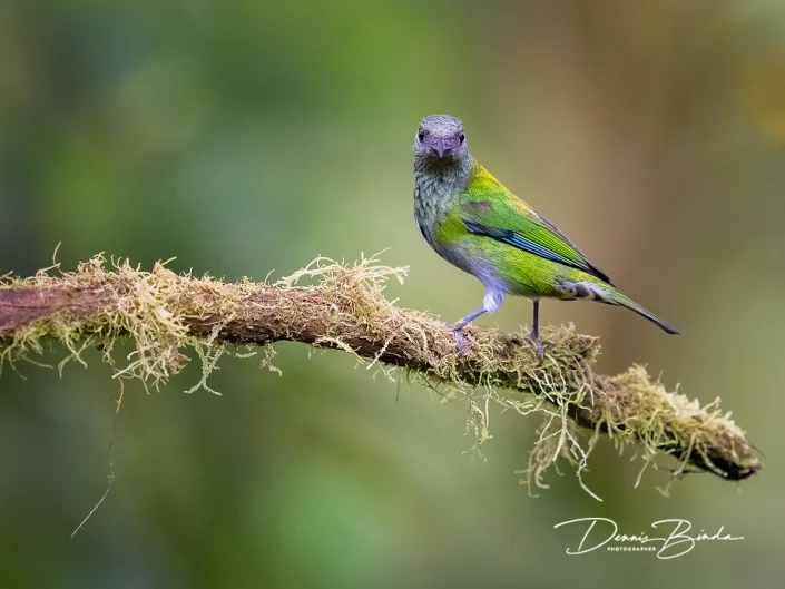 female Black-capped tanager - Heines tangare