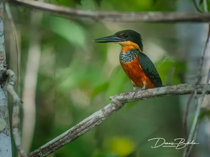 female Green-and-rufous kingfisher - Groen-bruine ijsvogel