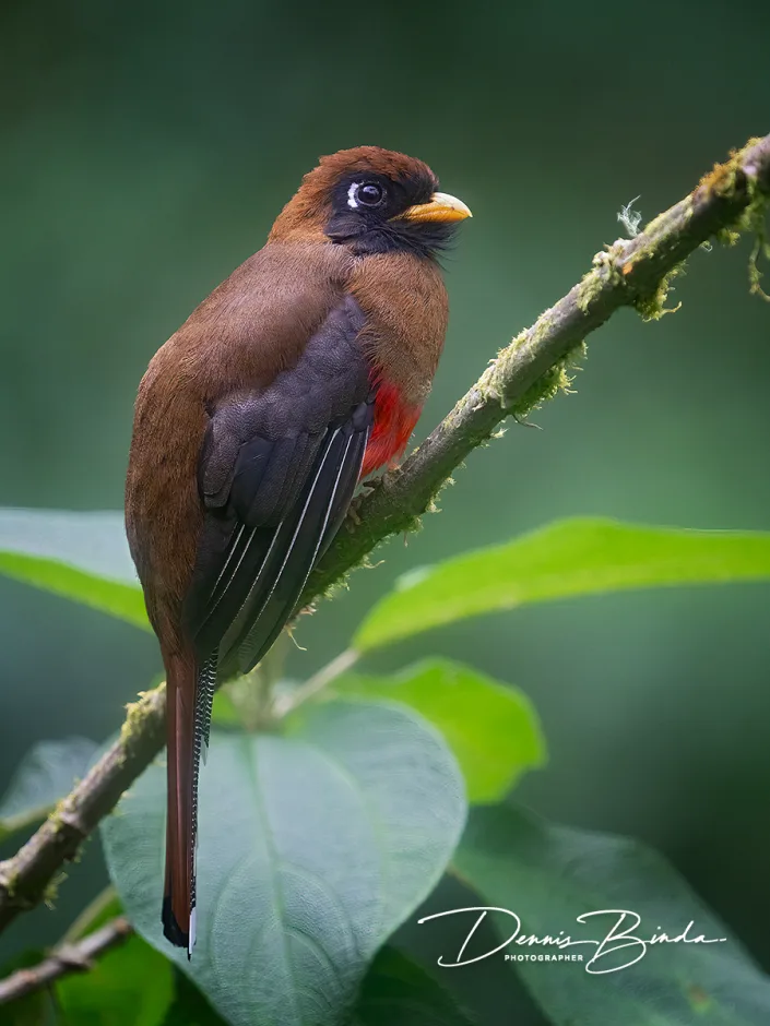 female Masked trogon - Maskertrogon