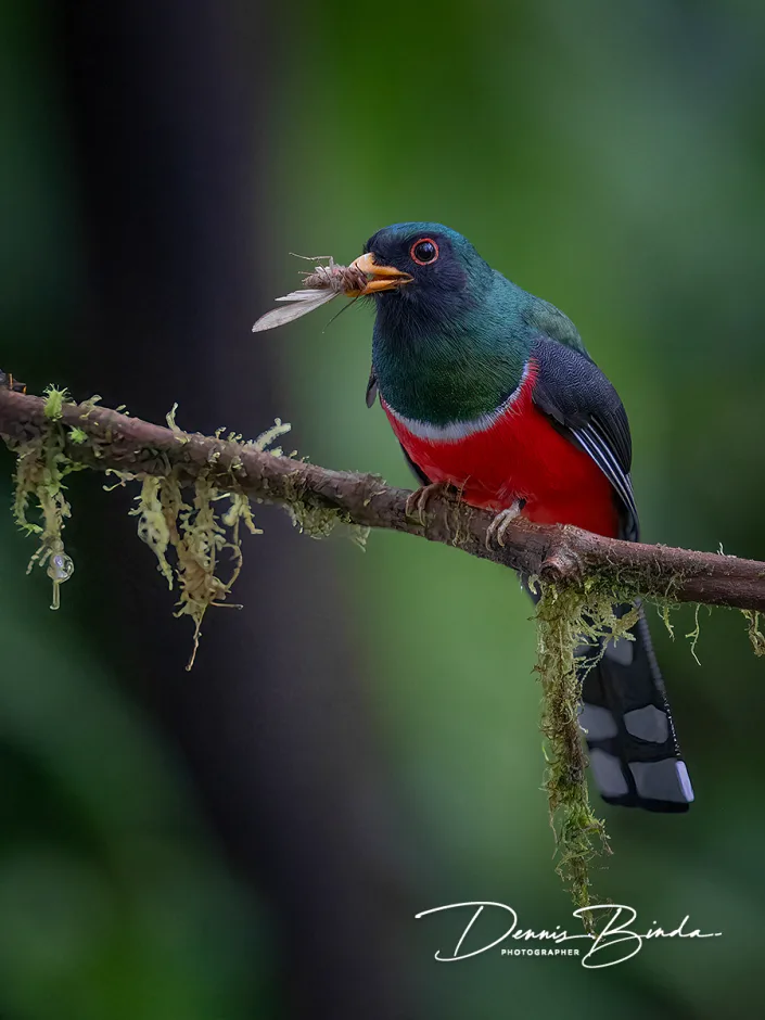 Female Masked trogon - Maskertrogon