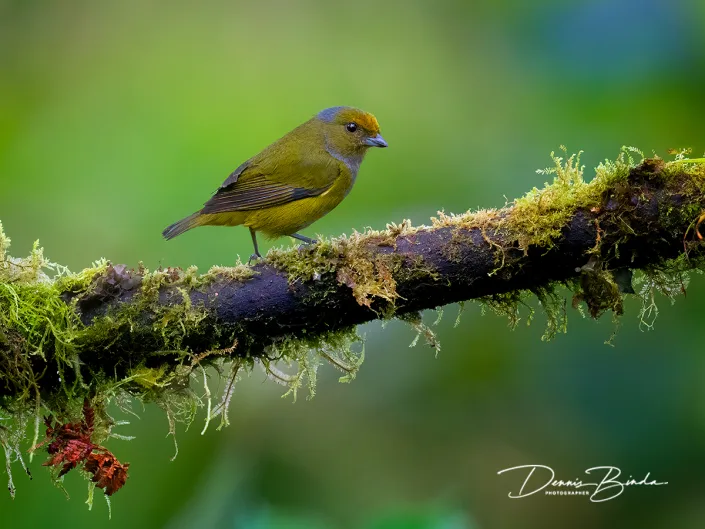 female Orange-bellied euphonia - Vuurbuikorganist