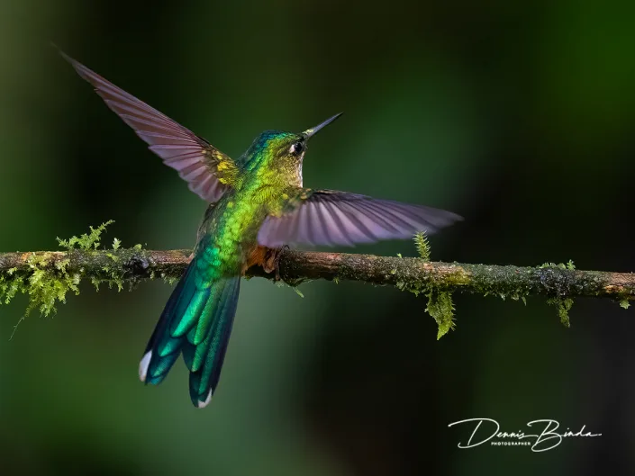 female Violet-tailed Sylph - Violetstaartnimf