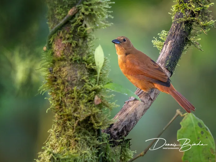 White-lined tanager (female) - Zwarte tangare