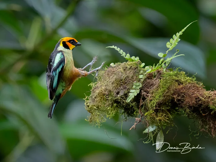 Flame-faced Tanager - Vuurmaskertangare