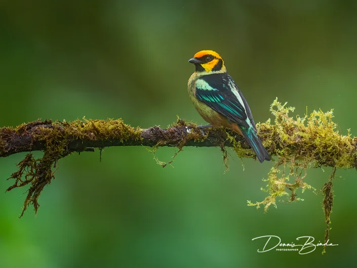 Flame-faced Tanager - Vuurmaskertangare