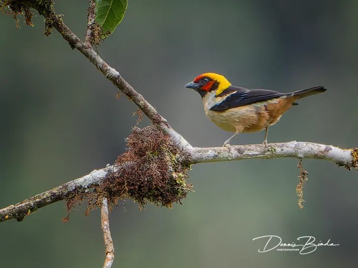 Flame-faced Tanager - Vuurmaskertangare