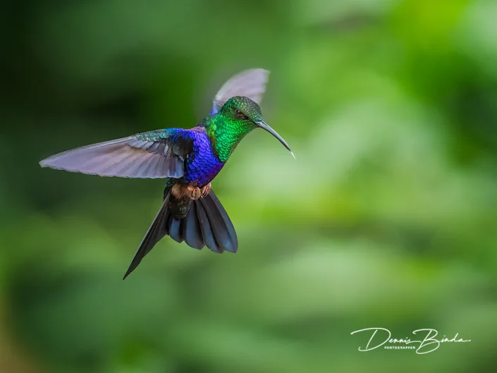 Fork-tailed woodnymph - Vorkstaartbosnimf